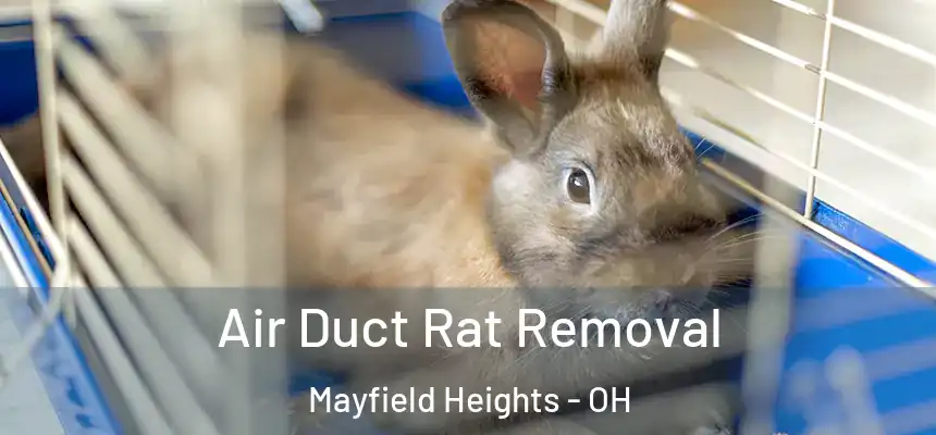 Air Duct Rat Removal Mayfield Heights - OH